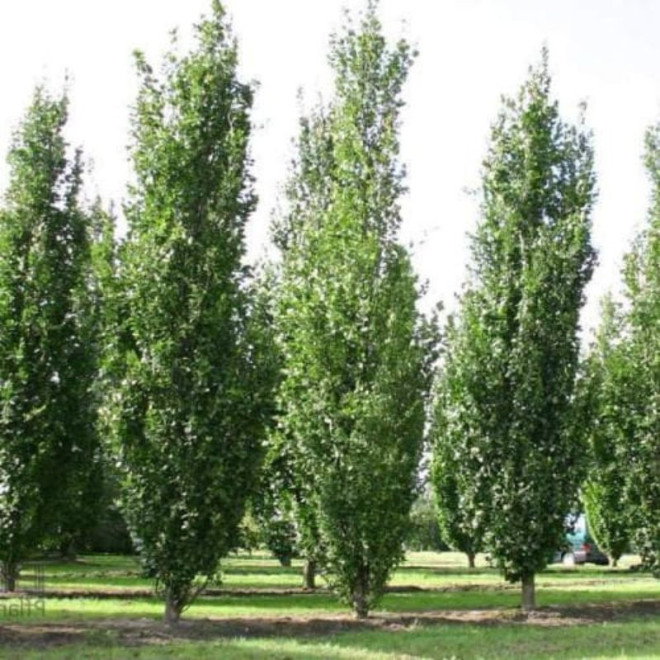 Bukas paprastasis (Fagus sylvatica) 'Dawyck'