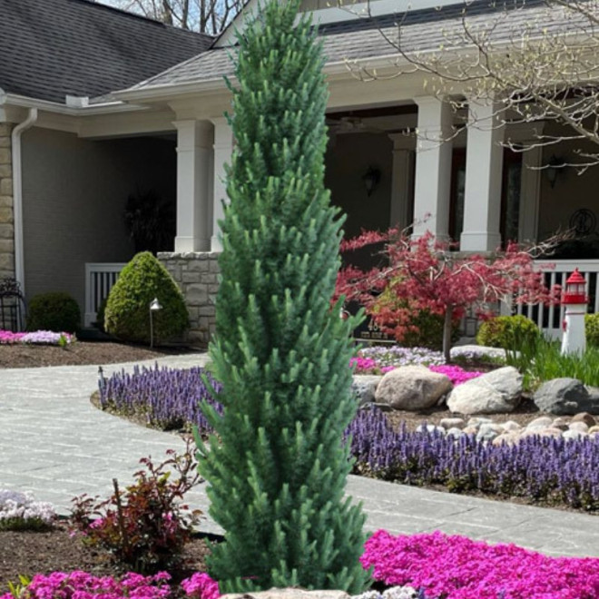 Maumedis japoninis (Larix kaempferi) 'Jacobsen's Pyramidalis'
