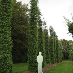 Maumedis japoninis (Larix kaempferi) 'Jacobsen's Pyramidalis'