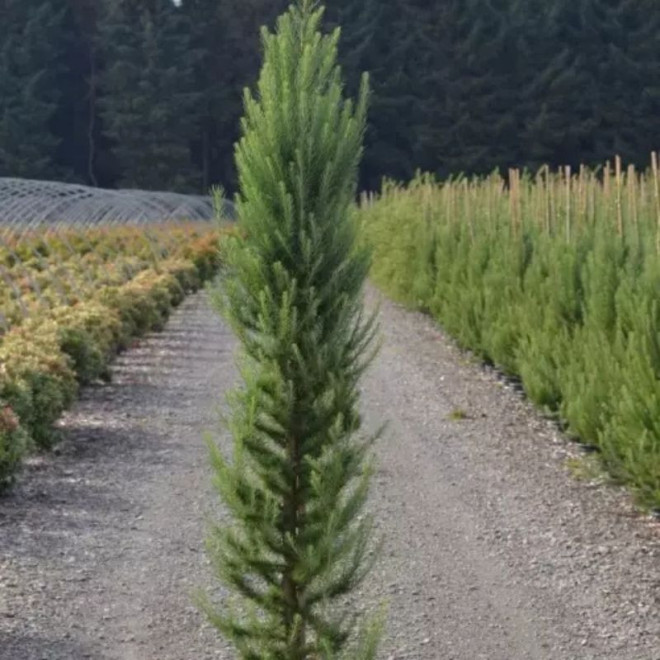 Maumedis japoninis (Larix kaempferi) 'Jacobsen's Pyramidalis'