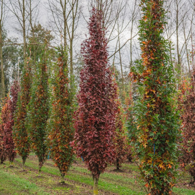Ąžuolas pelkinis (Quercus palustris) 'Green Pillar'
