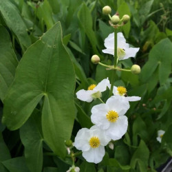 Papliauška plačialapė (Sagittaria latifolia)
