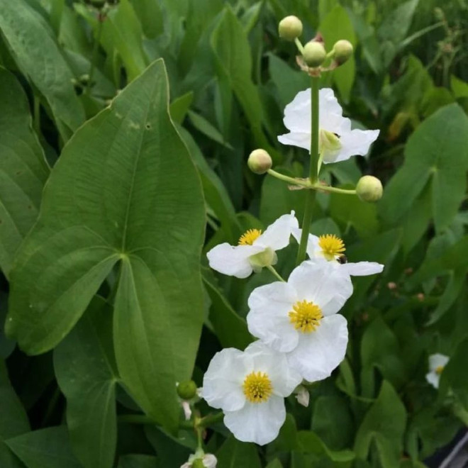 Papliauška plačialapė (Sagittaria latifolia)