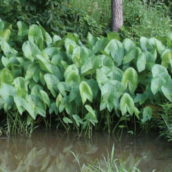 Papliauška plačialapė (Sagittaria latifolia)