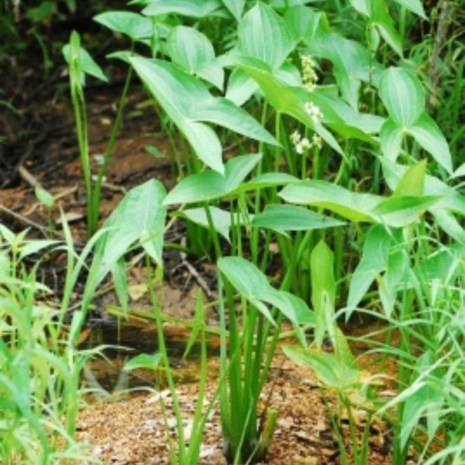 Papliauška plačialapė (Sagittaria latifolia)