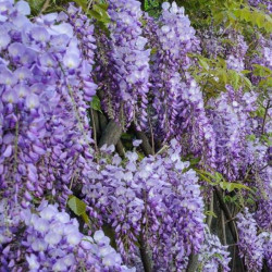 Visterija  (Wisteria)