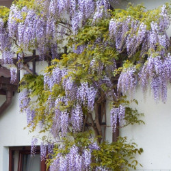 Visterija  (Wisteria)