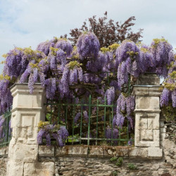 Visterija  (Wisteria)