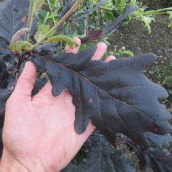Ąžuolas paprastasis (Quercus robur) 'Timuki'
