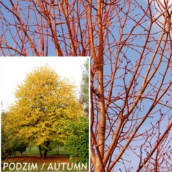 Liepa mažalapė (Tilia cordata) Winter Orange