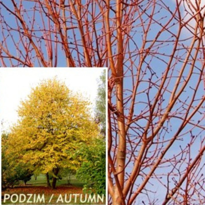 Liepa mažalapė (Tilia cordata) Winter Orange
