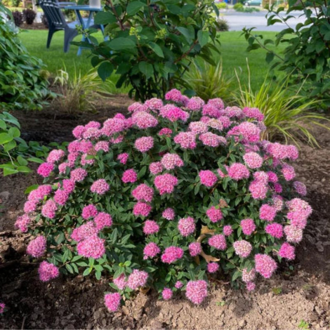 Lanksva japoninė (Spiraea japonica) 'Odessa' žemaūgė