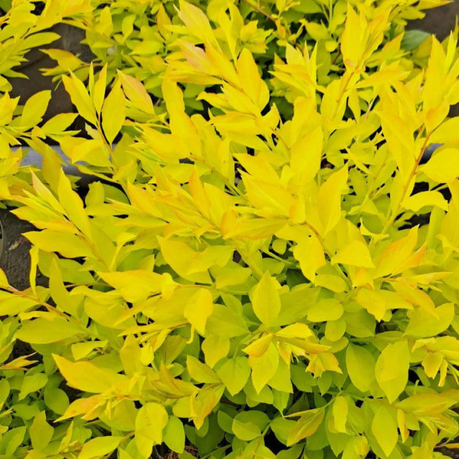 Lanksva slyvalapė (Spiraea prunifolia)  'Goldfire'