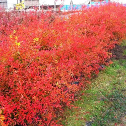 Lanksva slyvalapė (Spiraea prunifolia)  'Goldfire'