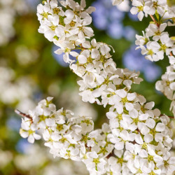 Lanksva slyvalapė (Spiraea prunifolia)  'Goldfire'