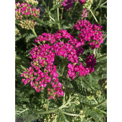 Kraujažolė (Achilea millefolium) rožinė