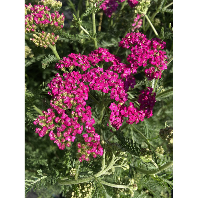 Kraujažolė (Achilea millefolium) rožinė