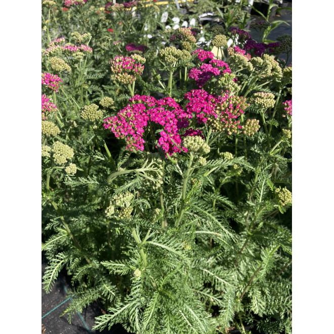 Kraujažolė (Achilea millefolium) rožinė