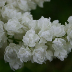 Alyva paprastoji (Syringa vulgaris) 'Pamiec o Kolesnikowie'
