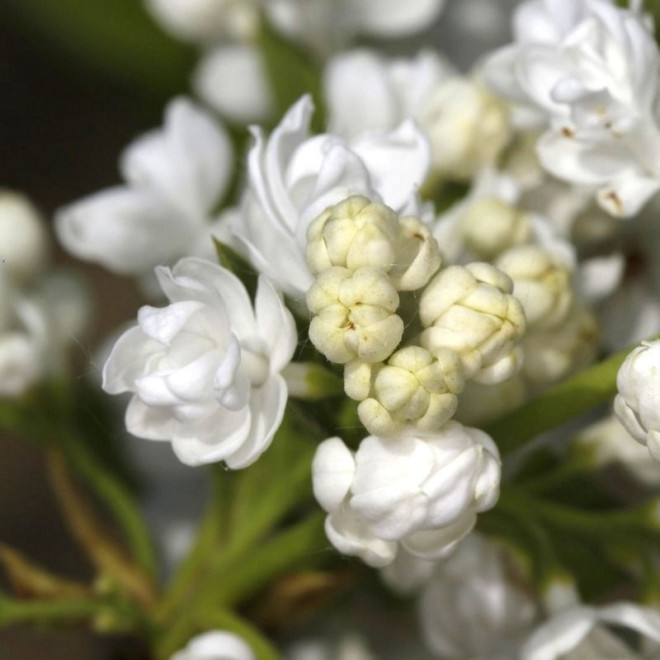 Alyva paprastoji (Syringa vulgaris) 'Pamiec o Kolesnikowie'