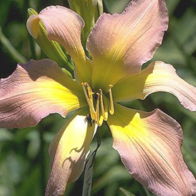 Viendienė (Hemerocallis) 'Dancing Summer Birds'