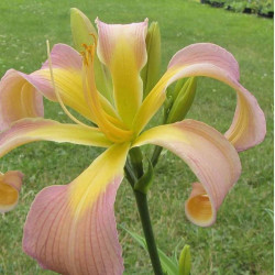 Viendienė (Hemerocallis) 'Dancing Summer Birds'