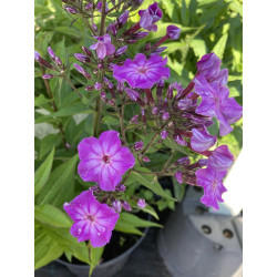 Flioksas (Phlox)