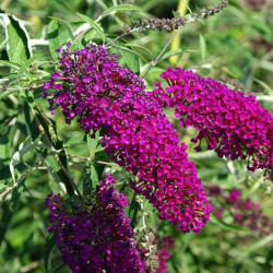 Budlėja davido (Buddleja davidii) 'Nanho Purple'