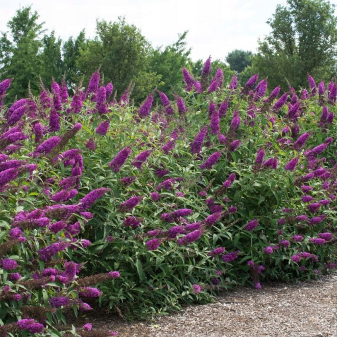 Budlėja davido (Buddleja davidii) 'Nanho Purple'