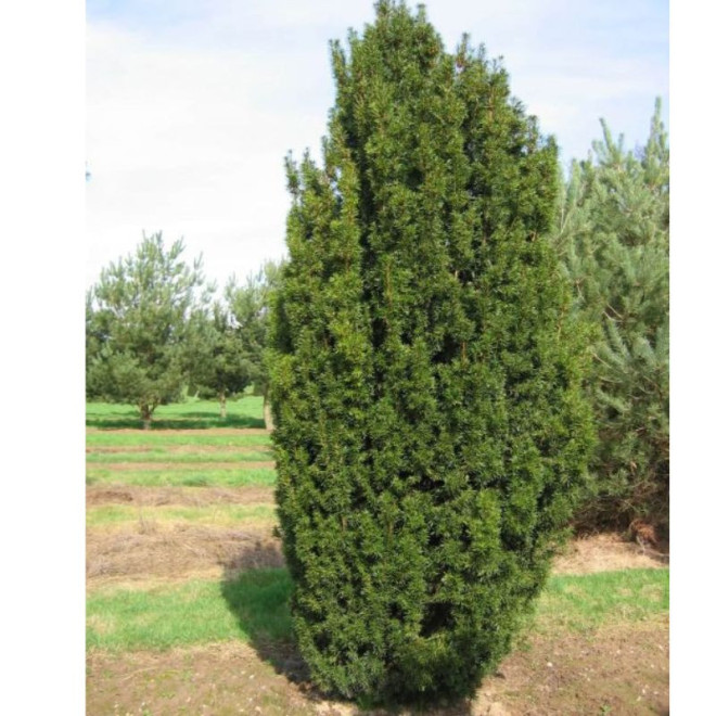 Kukmedis tarpinis (Taxus x media) 'Hilli' be uogų, lengvai formuojamas koloniškas pavėsiui