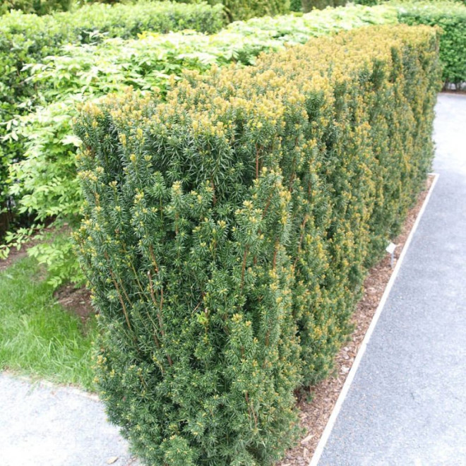 Kukmedis tarpinis (Taxus x media) 'Hilli' be uogų, lengvai formuojamas koloniškas pavėsiui