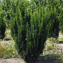 Kukmedis tarpinis (Taxus x media) 'Hilli' be uogų, lengvai formuojamas koloniškas pavėsiui