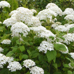 Hortenzija šviesioji (Hydrangea arborescens)