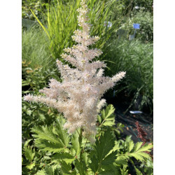 Astilbė kininė (Astilbe chinensis)