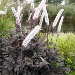 Juodžolė (Actaea simplex) 'Chocolate' blakėžudė