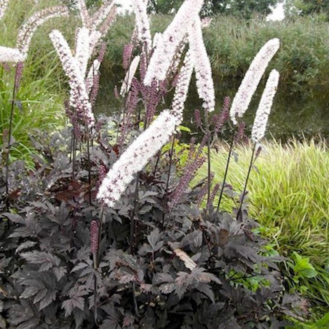Juodžolė (Actaea simplex) 'Chocolate' blakėžudė
