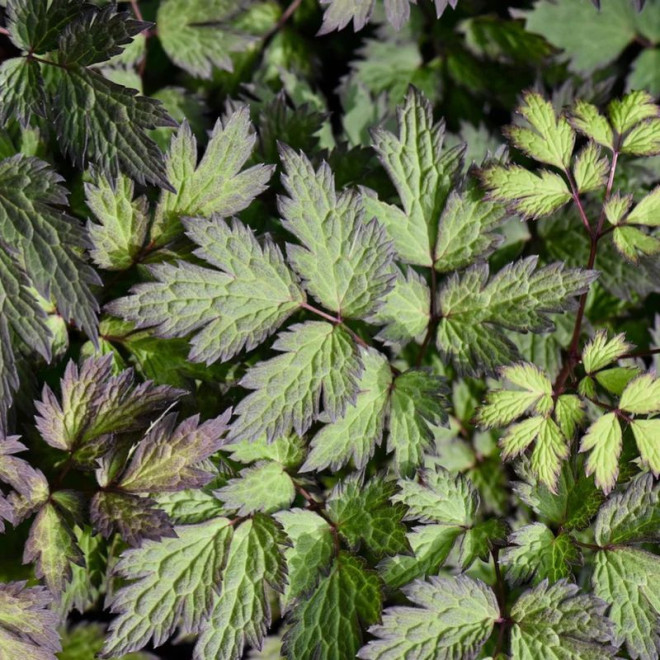 Juodžolė (Actaea simplex) 'Chocolate' blakėžudė