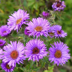 Astras (Aster)