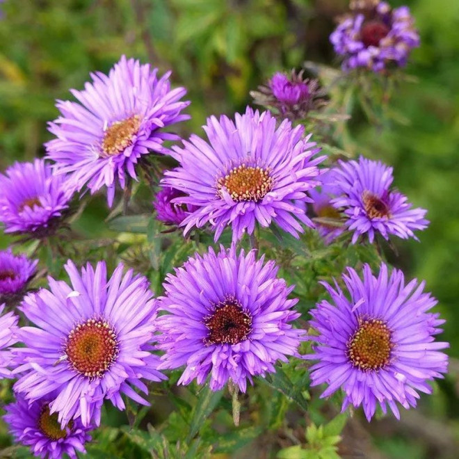 Astras (Aster)