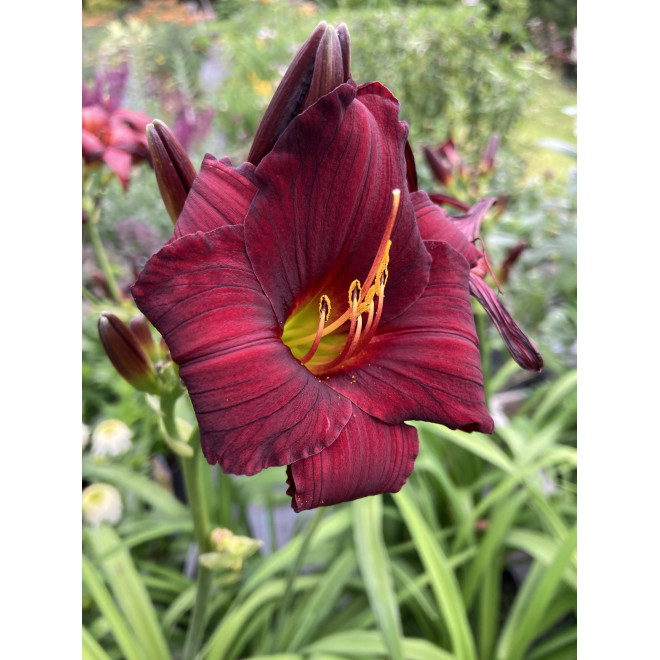 Viendienė (Hemerocallis) 'Stella in Red'