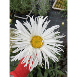 Baltagalvė (Leucanthemum)