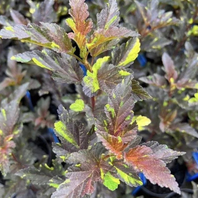 Pūslenis putinalapis (Physocarpus opulifolius) 'Salamandra'