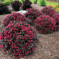 Veigelė gražiažiedė (Weigela florida) 'Electric Love'
