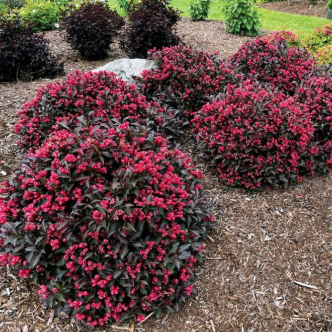 Veigelė gražiažiedė (Weigela florida) 'Electric Love'