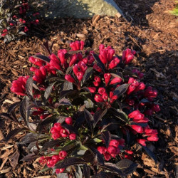Veigelė gražiažiedė (Weigela florida) 'Electric Love'