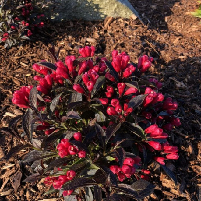 Veigelė gražiažiedė (Weigela florida) 'Electric Love'