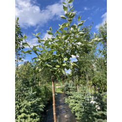 Sedula baltoji (Cornus alba) 'Elegantissima' medelis