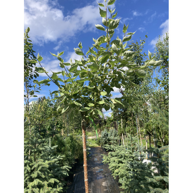 Sedula baltoji (Cornus alba) 'Elegantissima' medelis