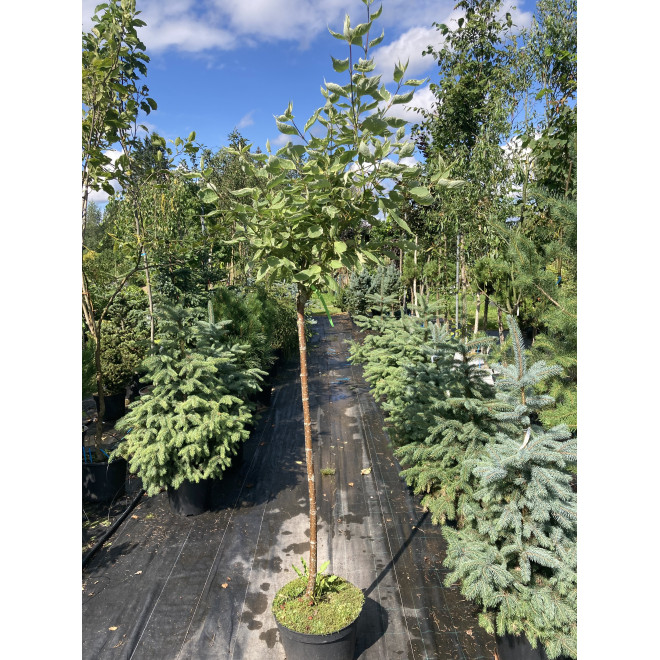 Sedula baltoji (Cornus alba) 'Elegantissima' medelis