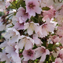Vyšnia (Prunus) 'Kojau-no-mai' japoniškiems sodams